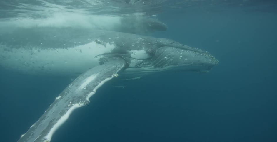 A whale swims just below the surface