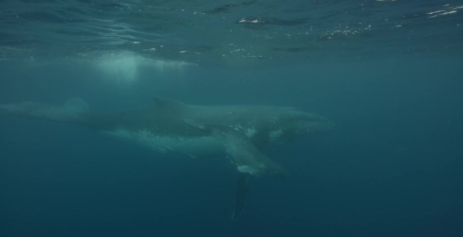 A baby whale swims down from the surface near its mother