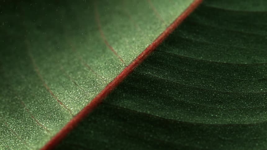 Mist falling onto a leaf