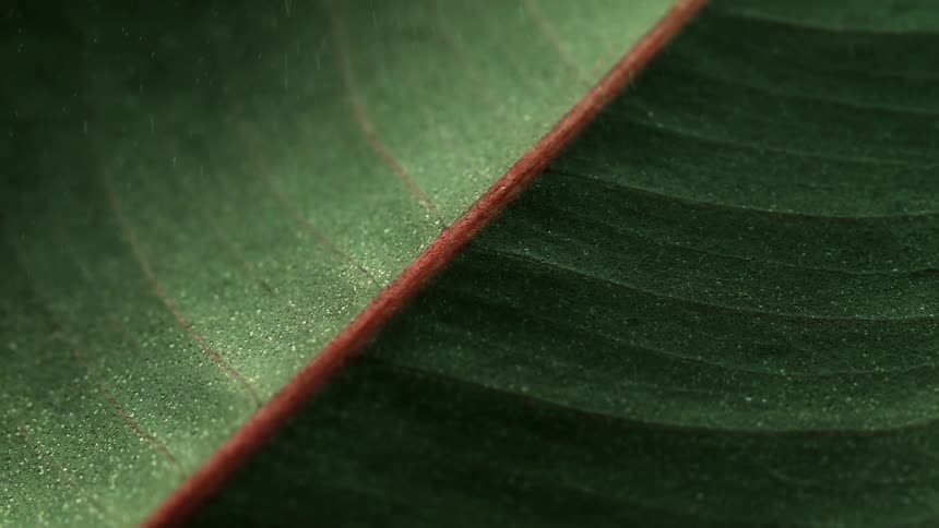 Close up of a leaf with mist falling on it