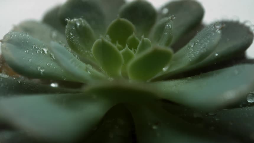 Water is trickling down the petals of a succulent