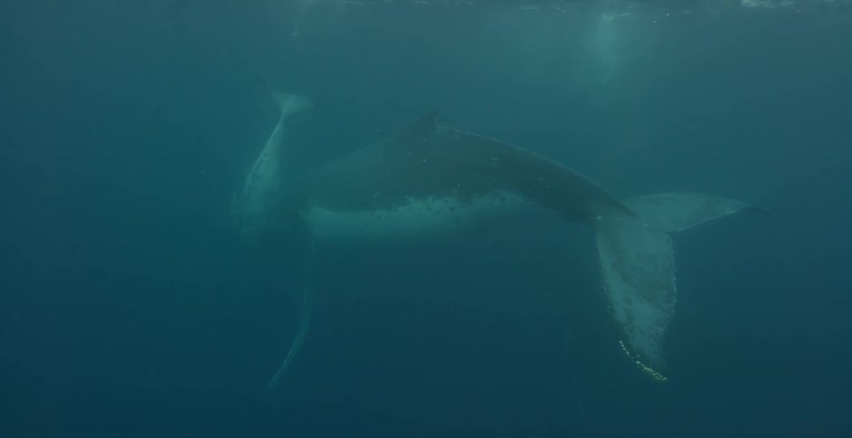 Two whales swim in the ocean