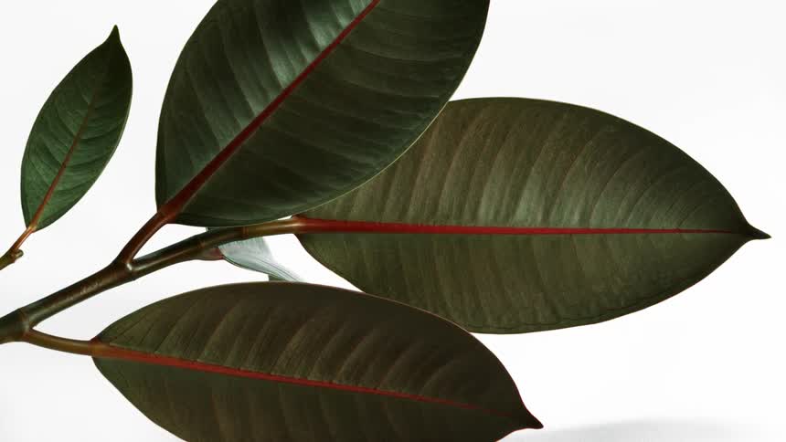 A green plant is displayed in front of a bright white backdrop