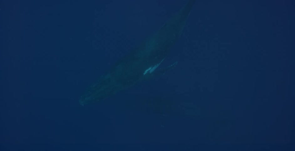 Whales swim in the water