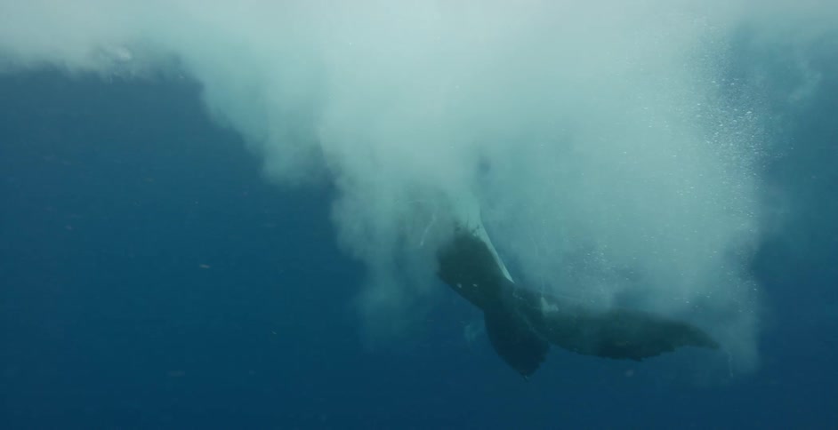 A whale flaps its tail as it swims in the ocean's during the day