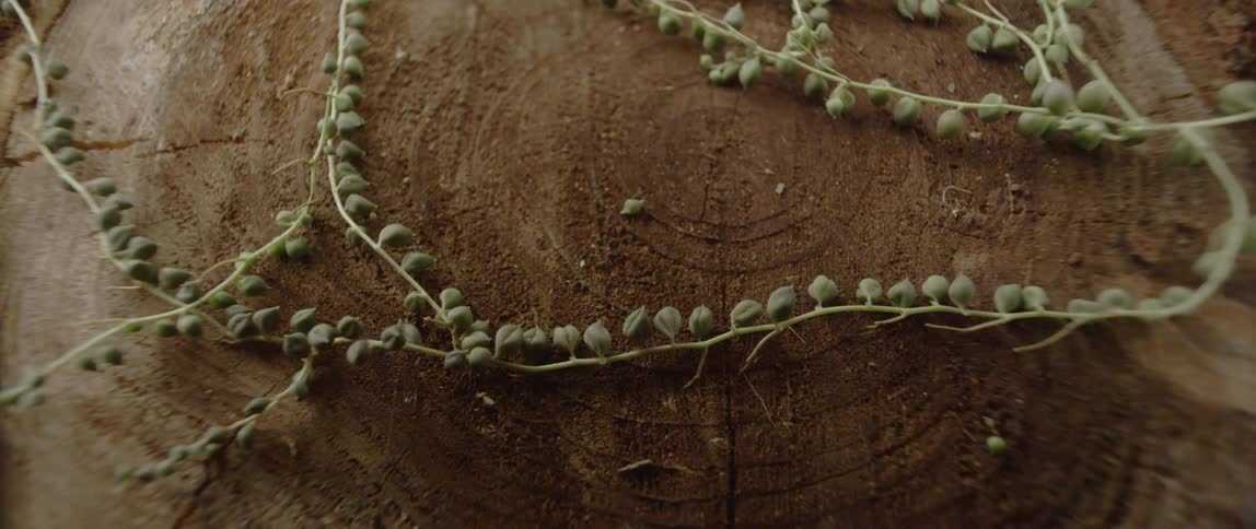 Small buds sit along a vine on top of wood
