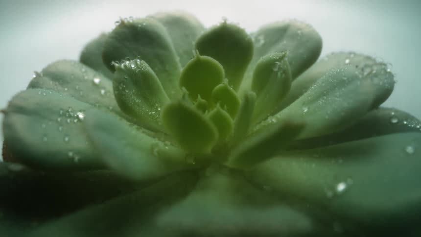 Close up of a plant with water droplets on it