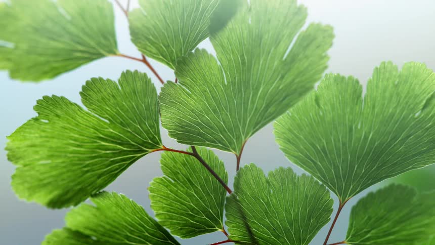 Plant leaves are sprayed with mist