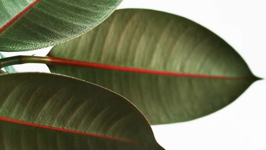 The green leaves have heavy light on them