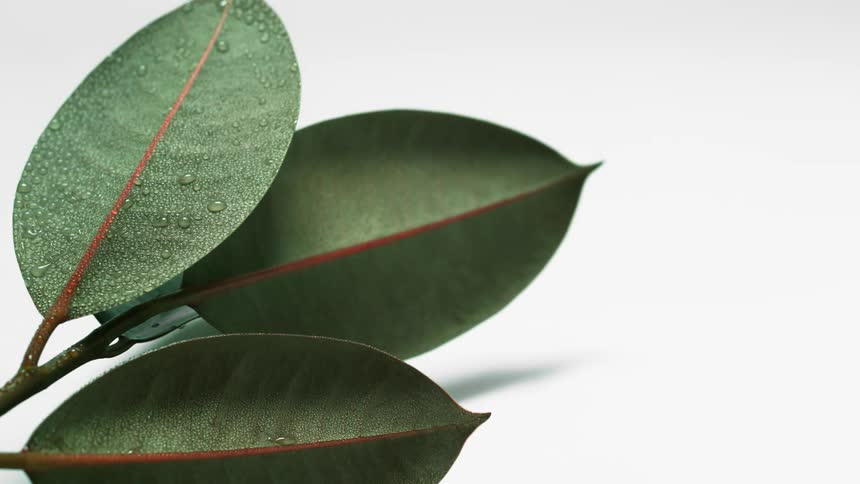 Leaves sprayed with water