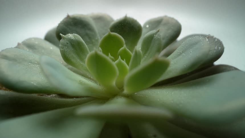 A green plant is misted