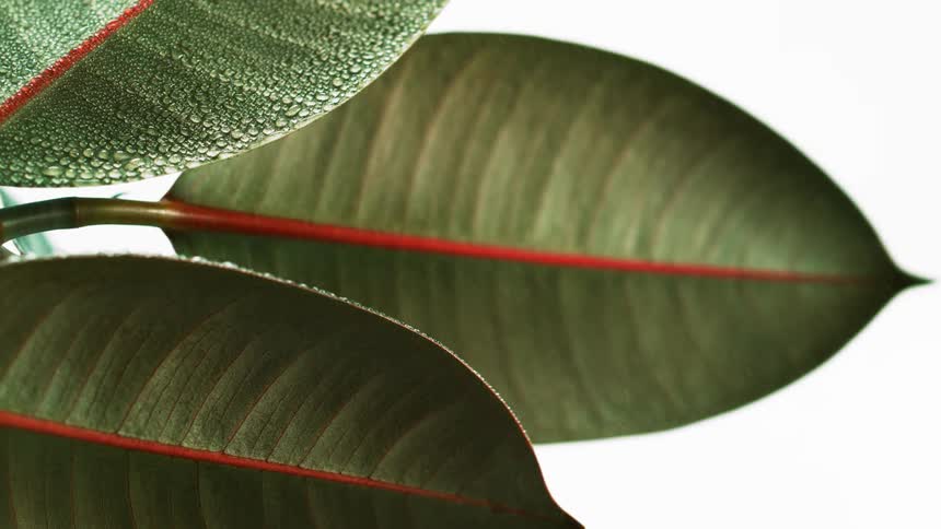 Mist falls on green and red leaves