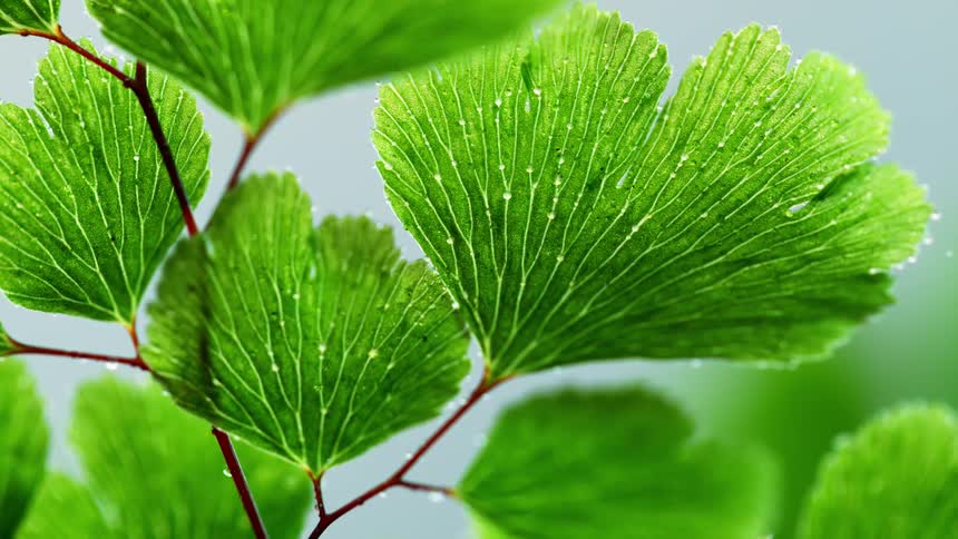Leaves are being filmed close up