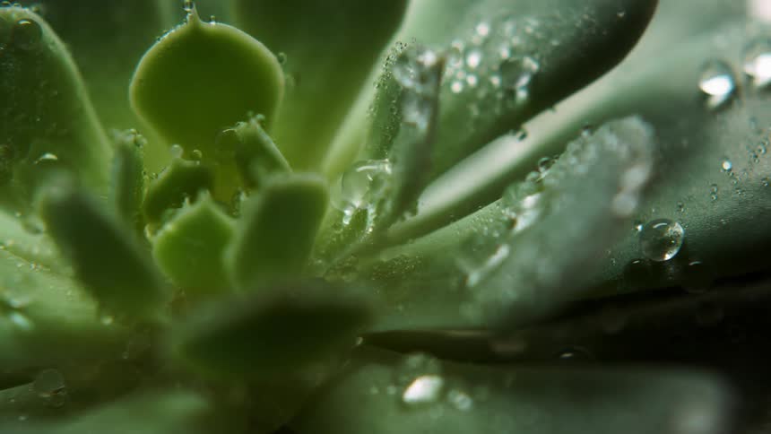Moisture beads on a green plant