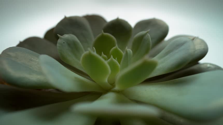A light illuminates a plant