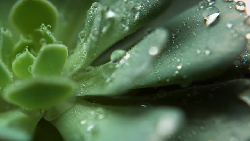 Water slowly falls on the green plant