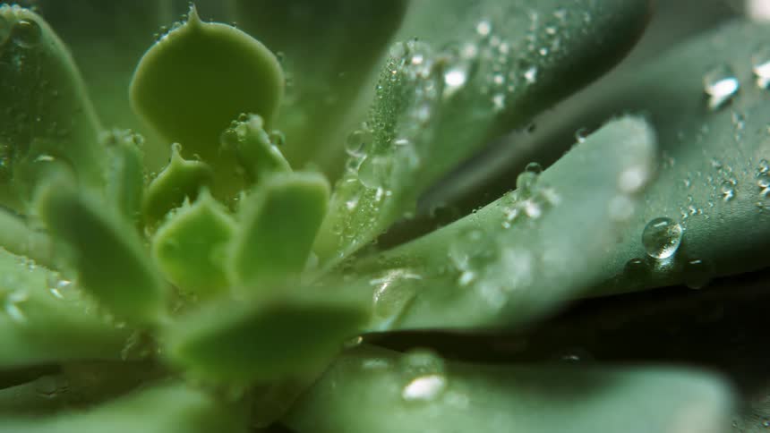 Leaves of a plant are being filmed close up with rain drops on them