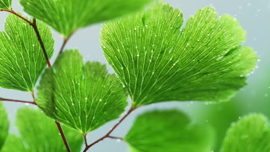 Veins on a plants leaves are illuminated