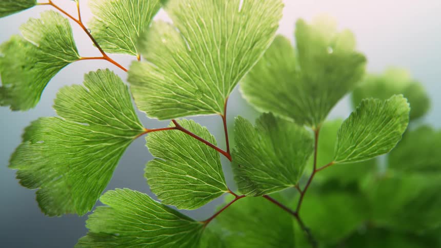 A group of leaves are being filmed close up