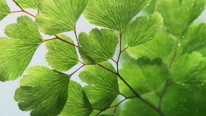 Veins on a plants leaves are illuminated