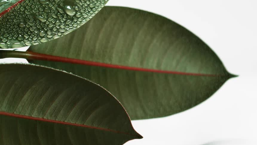 Water droplets bead on a plants leaves