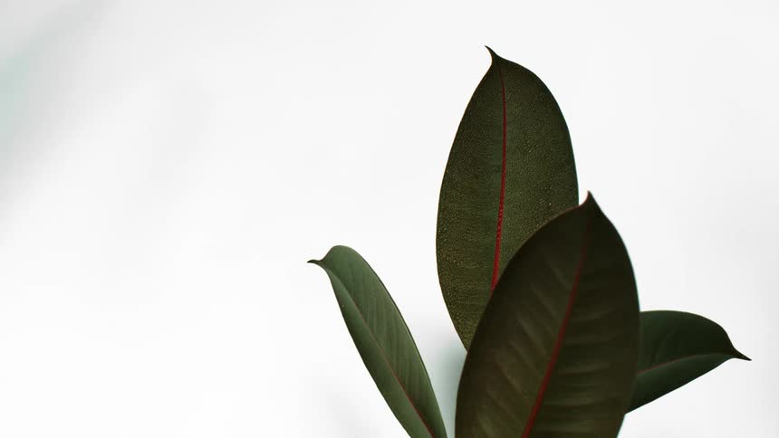 A close up of a plant in front of a white background