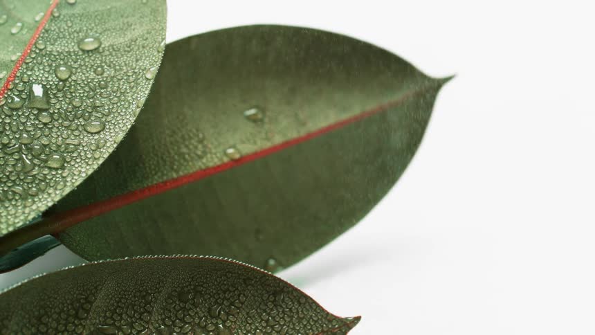 Mist falls onto plants leaves forming dew drops