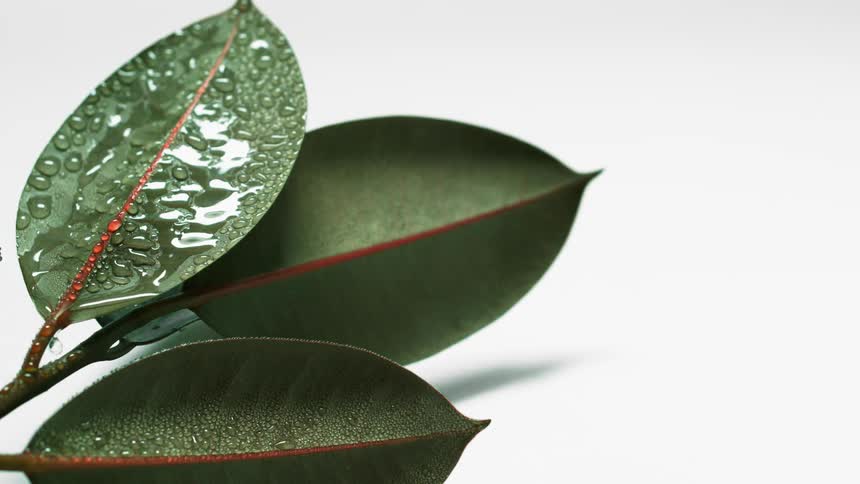 Water drips down a plant leaf