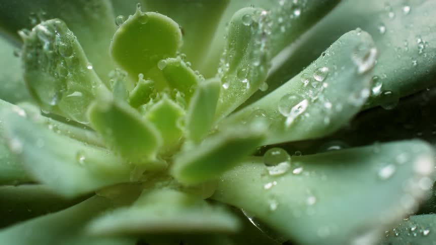 Water mists and drips over a succulent plant