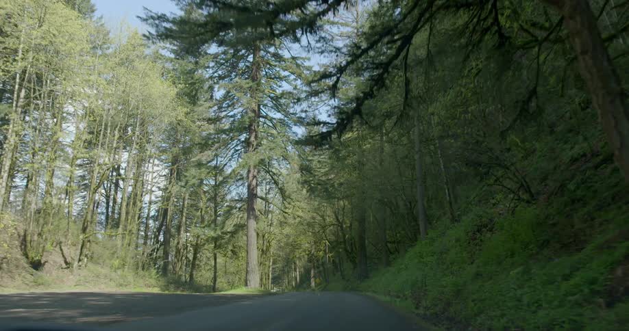 Trees tower overhead in a forest