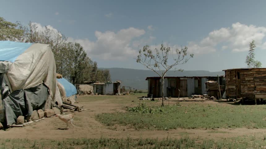 Chicken walking next to small shanties