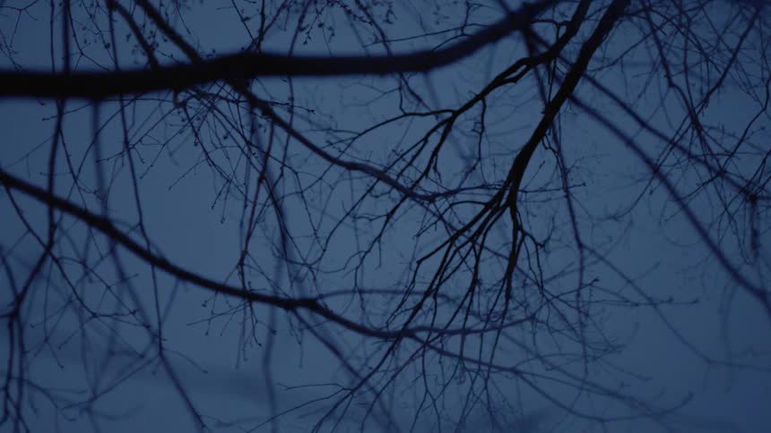 Tree branches are still in the evening light