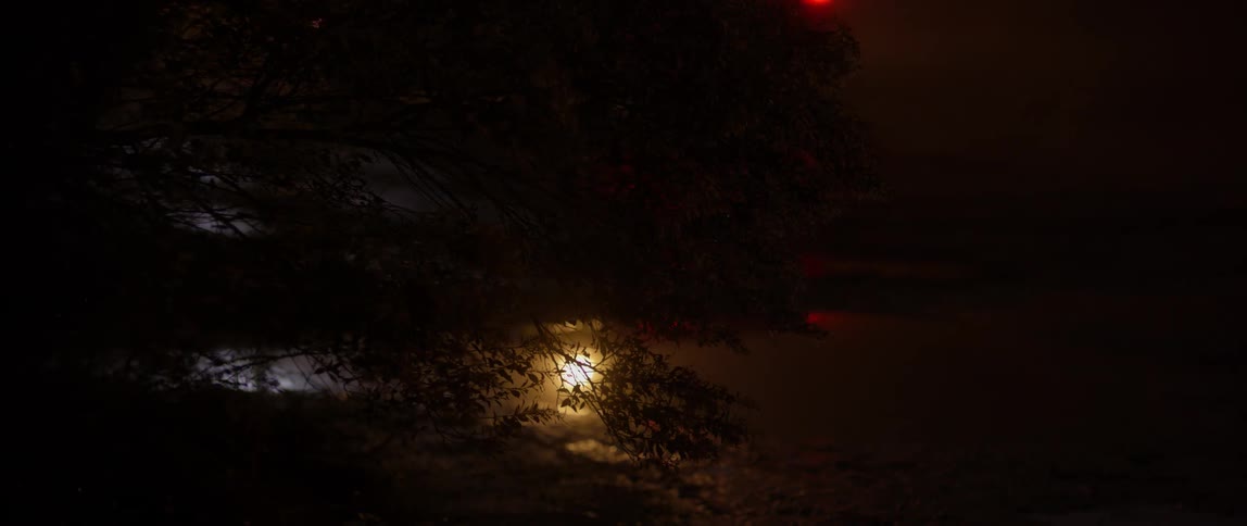 A car drives past a tree at night