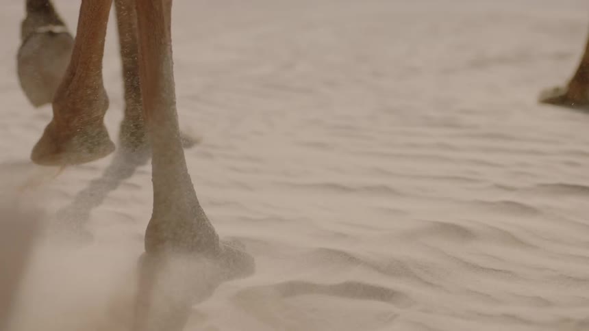 Two camels gallop in the sand
