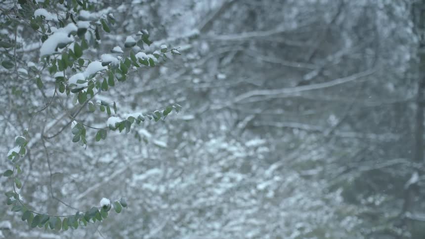 Snow covers the leaves and branches of trees on a winter day