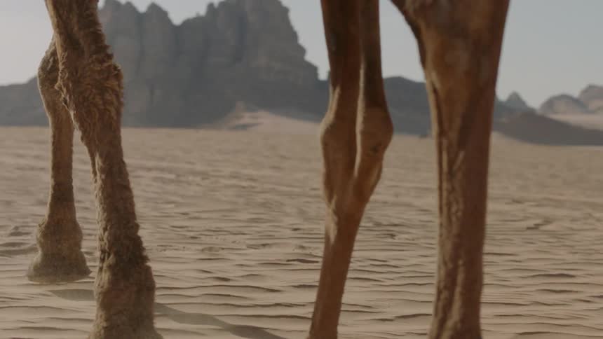 A camel is kicking up sand as it travels in a desert landscape