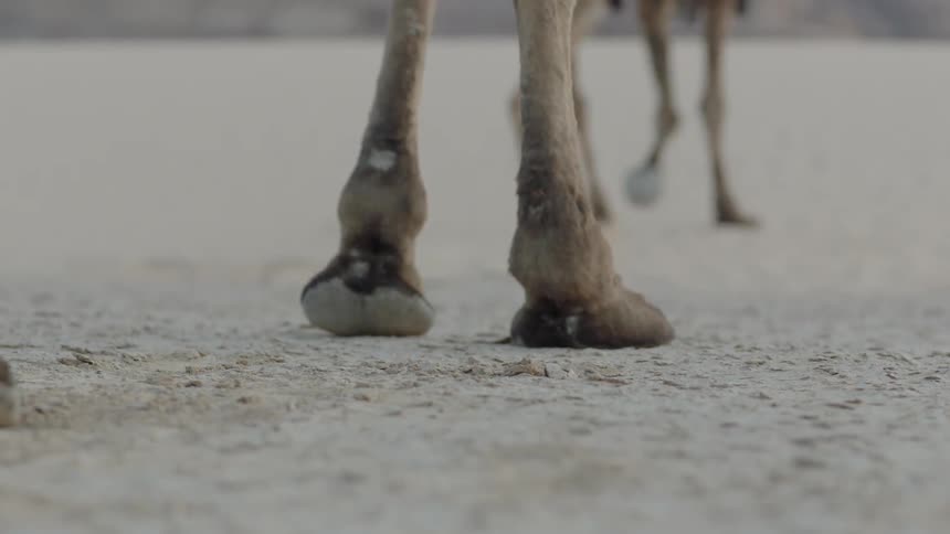 A camel gets to its feet