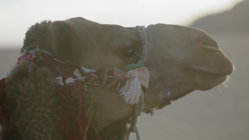 A camel wearing a harness turns its head