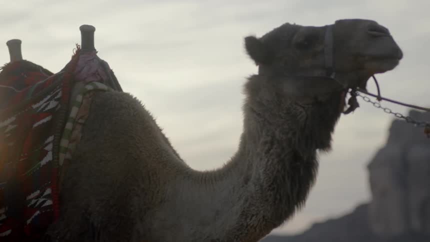 A camel is being pulled by a leash