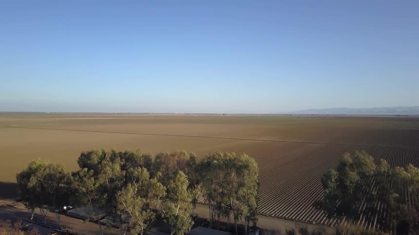 Trees stand before acres and acres of a plowed field