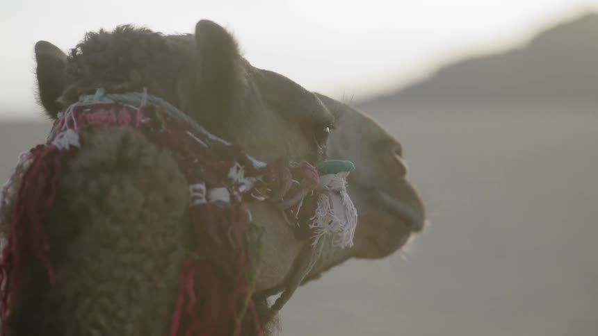 A camel is looking around as it rests in the desert