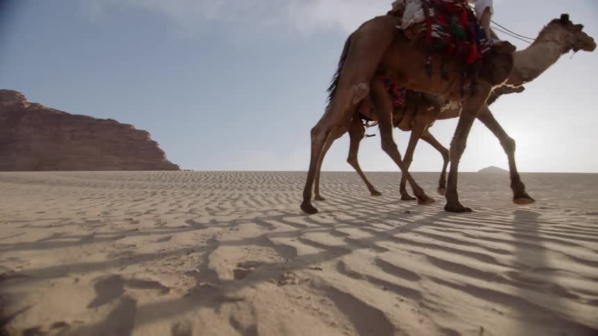 Camels galloping across the desert