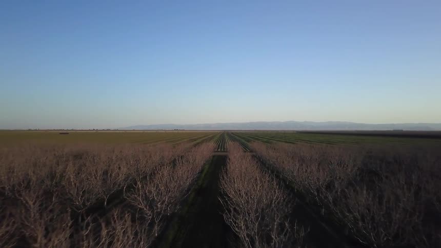 Plants are rowed together in a field