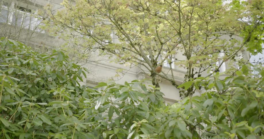 The tree is growing in the park in the city
