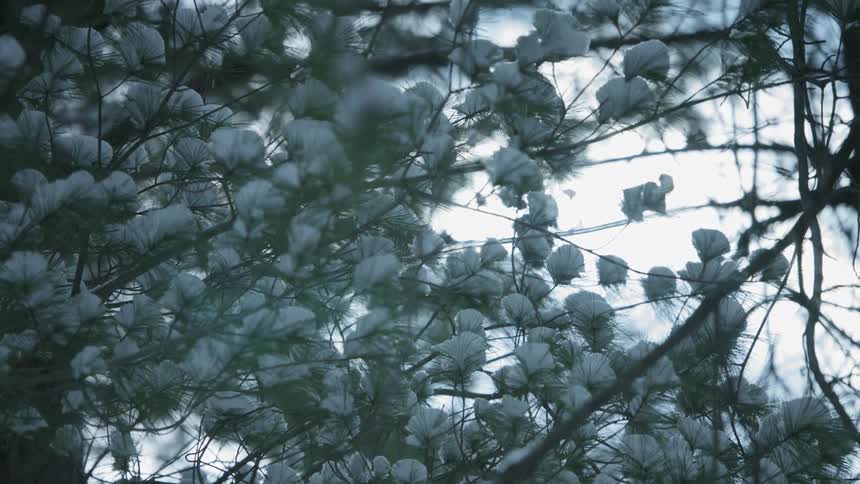 A tree covered in snow