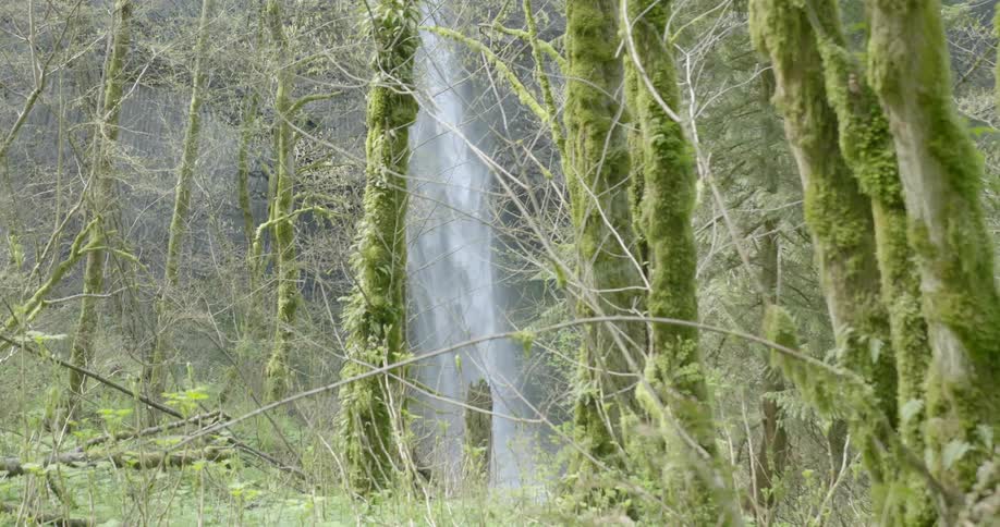 Tall waterfall in middle of forest