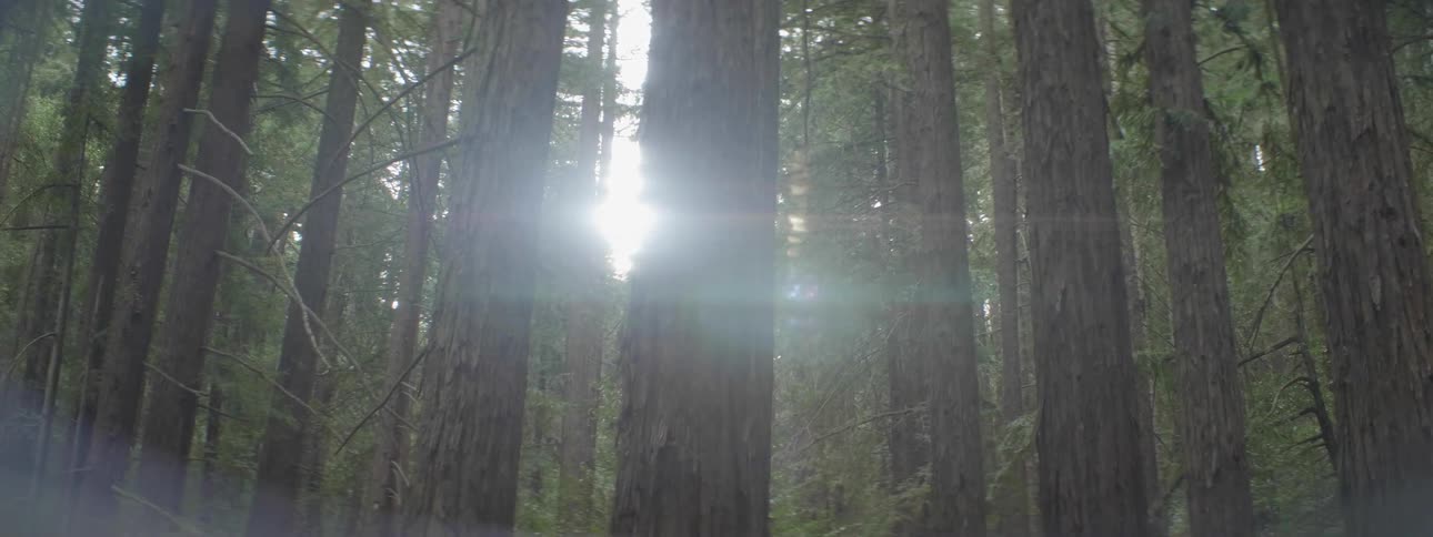 The forest is full of tall trees