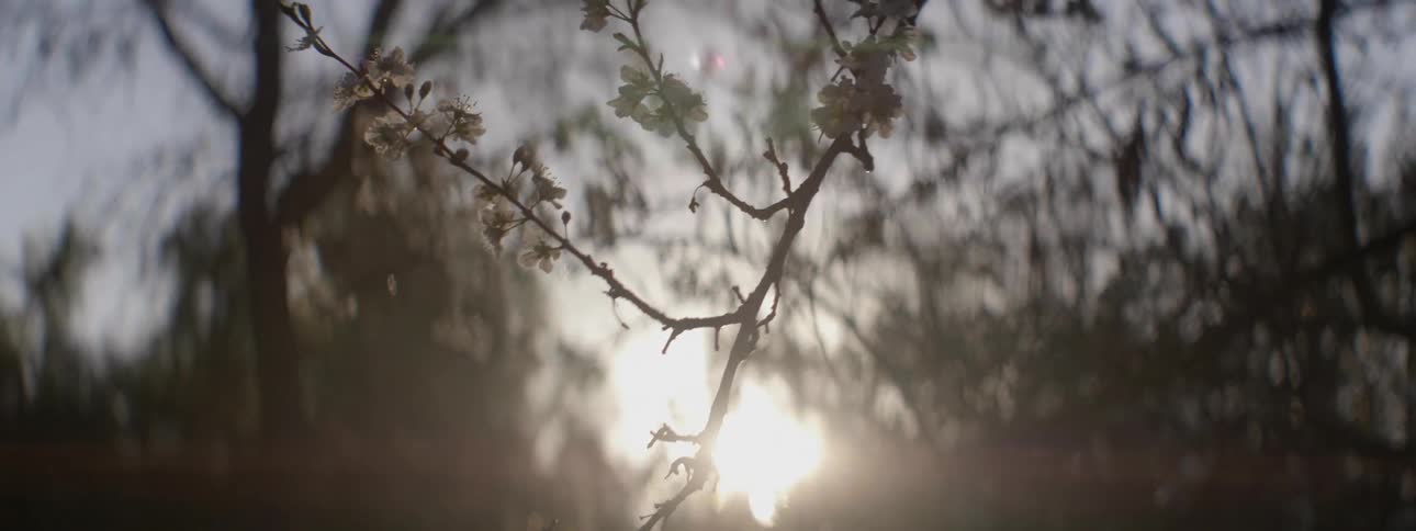 The sun is setting over the forest