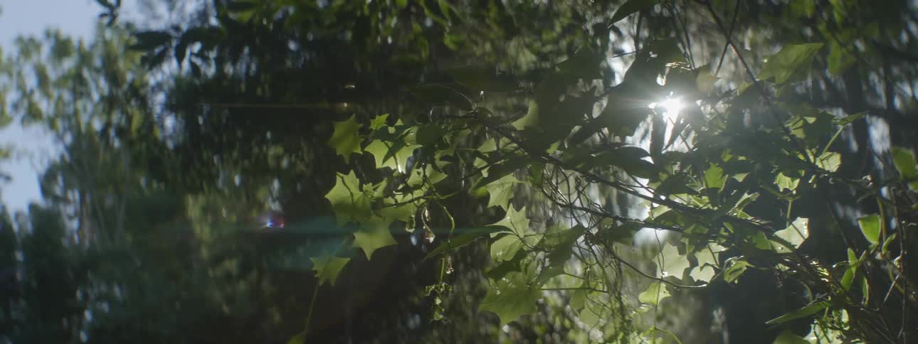 The sun shines through the branches of a tree