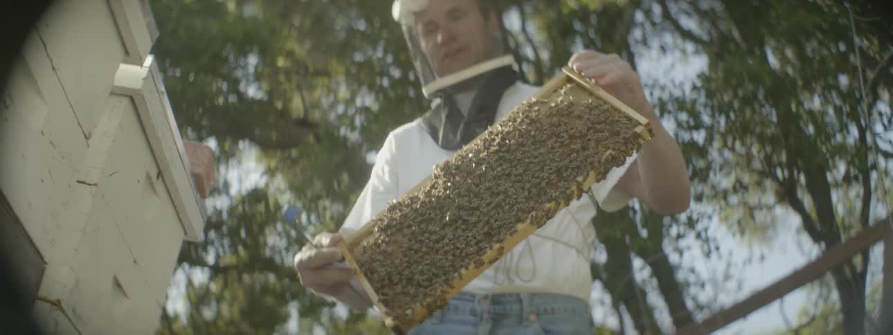 A man holds a wood-framed beehive screen covered in bees
